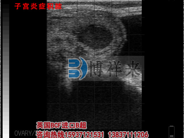牛用B超