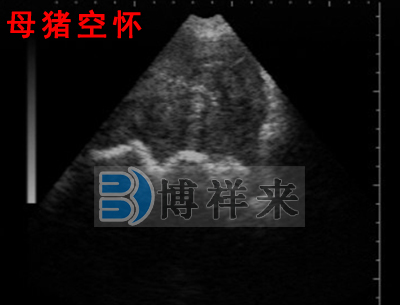 獸用B超檢測母豬影像圖