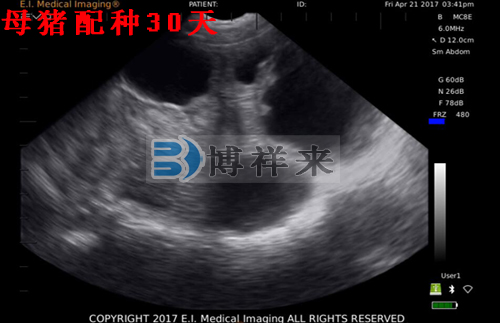 獸用B超檢測母豬影像圖