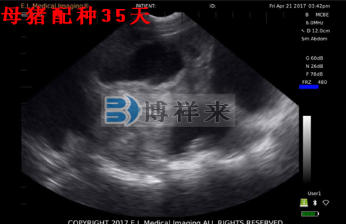 獸用B超檢測母豬影像圖