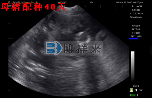 獸用B超檢測母豬影像圖