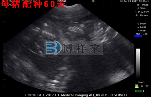 獸用B超檢測母豬影像圖