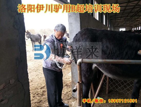 驢用B超培訓現場(chǎng)