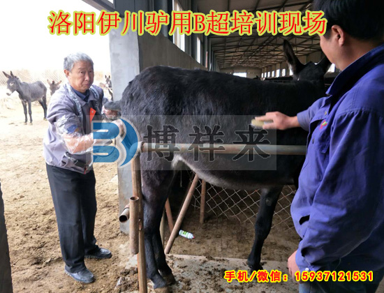 驢用獸用B超機